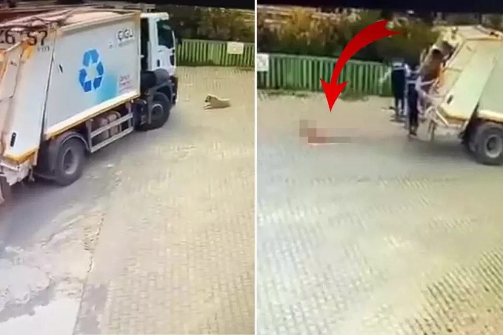 Çöp kamyonunun altında kalan köpek, feci şekilde can verdi
