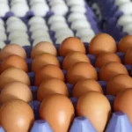 Amerika etkisi zincir marketlerde yumurta fiyatlarına yansıdı