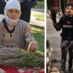 Bedavaya toplanıyor, bir bağı 100 liradan kapış kapış gidiyor