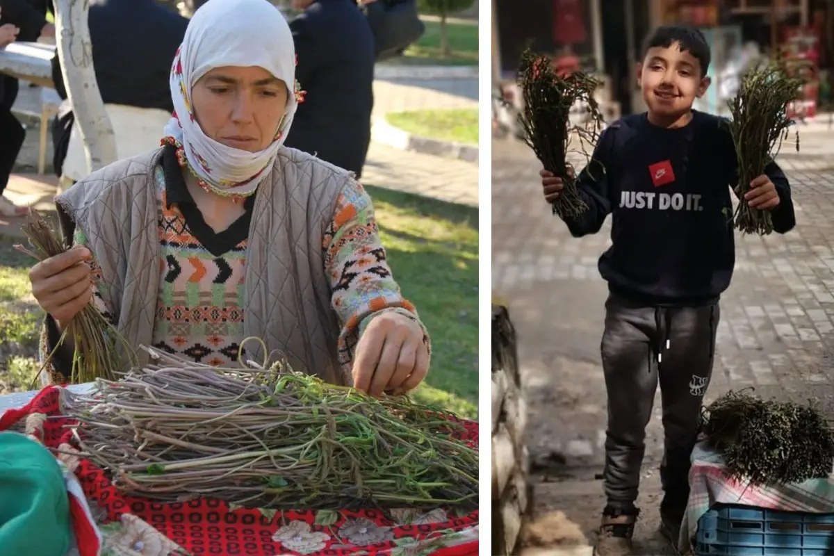 Bedavaya toplanıyor, bir bağı 100 liradan kapış kapış gidiyor