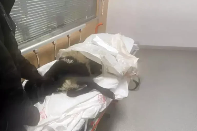 Kucakladığı gibi acile getirdi, doktorlar neye uğradığını şaşırdı