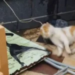 Bunu yapanlar 16 yaşında! Cami avlusunda vicdanları sızlatan olay