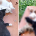 Bu nasıl vahşet! Bahçedeki yavru kedileri katlettiler