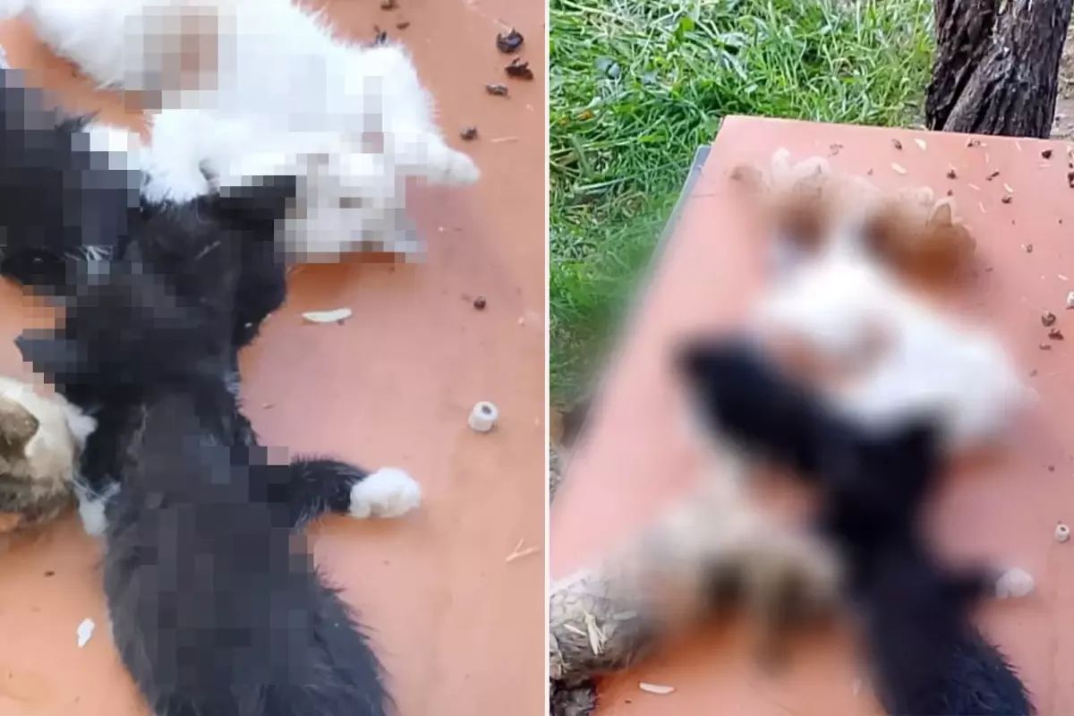 Bu nasıl vahşet! Bahçedeki yavru kedileri katlettiler
