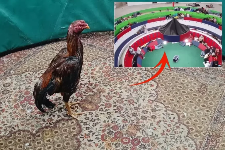 Horoz dövüşü alanında katliam: 12 kişi hayatını kaybetti