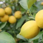 Kısıtlama kısa sürdü! Tepkilerin ardından 24 saatte geri adım atıldı