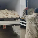 Tam 23 ton! Tarihi geçmiş ürünü vatandaşa yedireceklerdi