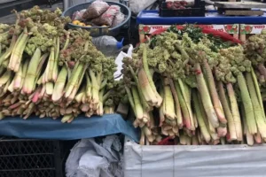 Ünü ABD’ye kadar yayıldı! 300 liraya satılıyor, kanserin yeni ilacı