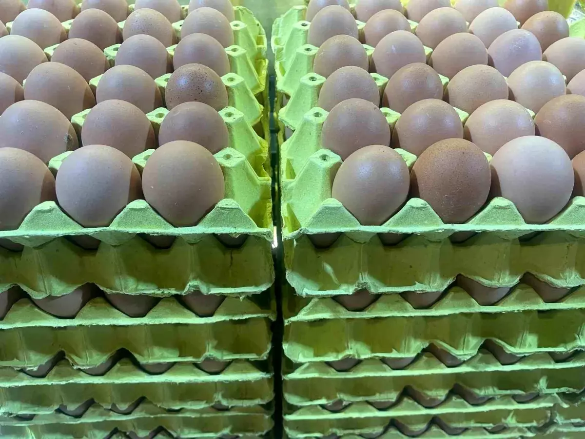 Yumurta için yeni uygulama geliyor