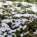 Çiftçi bu görüntüyle kahroldu